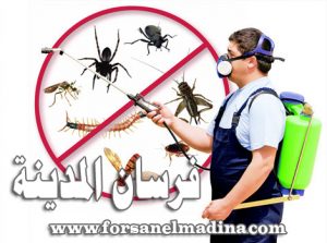 شركة رش مبيدات بالمدينة المنورة شركة رش مبيدات بالمدينة المنورة