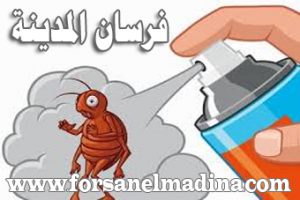 شركة مكافحة النمل الأبيض بالمدينة المنورة شركة مكافحة النمل الأبيض بالمدينة المنورة