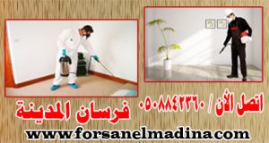 أفضل شركة مكافحة حشرات بينبع