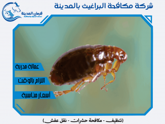 شركة مكافحة البراغيث بالمدينة المنورة