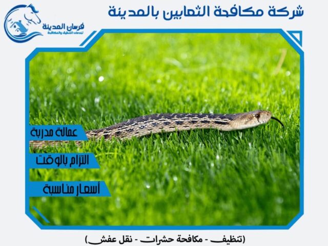 شركة مكافحة الثعابين بالمدينة المنورة