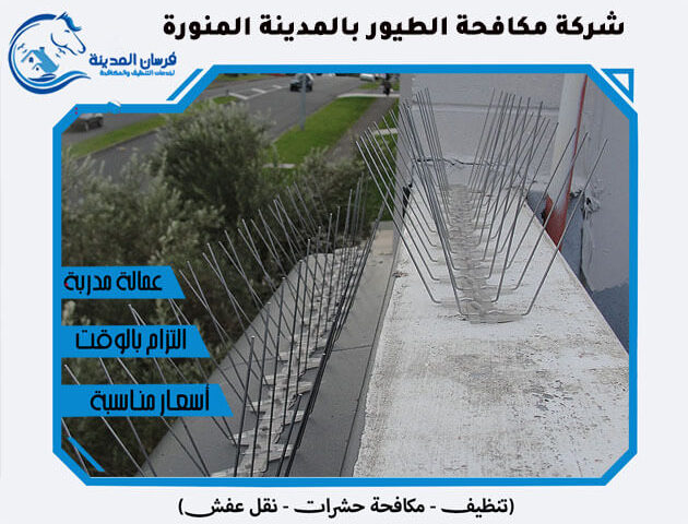 شركة مكافحة الطيور بالمدينة المنورة