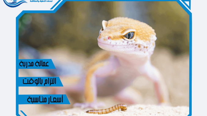 شركة-مكافحة-الوزغ-بالمدينة-المنورة-1 شركة مكافحة الوزغ بالمدينة المنورة