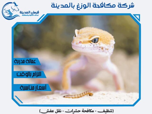 شركة مكافحة الوزغ بالمدينة المنورة