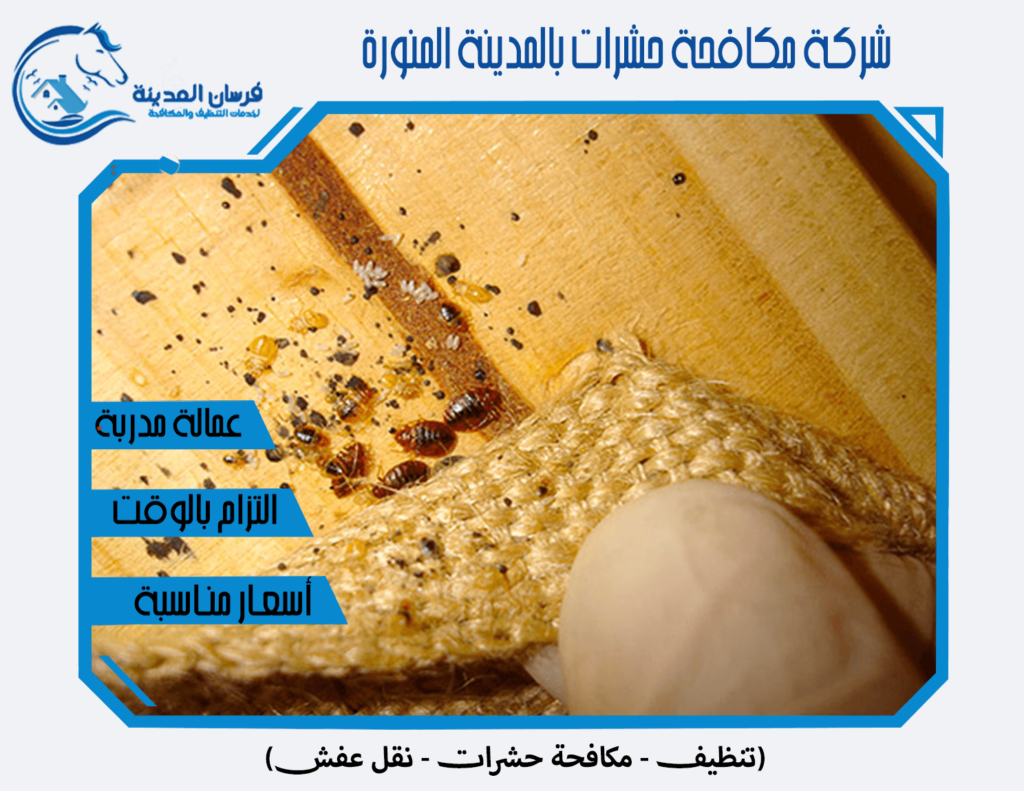 شركة مكافحة حشرات بالمدينة المنورة